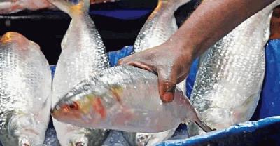 আগের মতো ডিম ছাড়তে পারছে না মা ইলিশ
