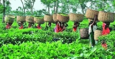 উন্নয়নের ছোঁয়ায় হবিগঞ্জের বদলে যাচ্ছে চা শ্রমিকদের জীবনমান