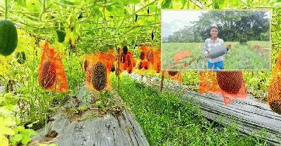 অসময়ে তরমুজ চাষে কৃষকের মুখে লাভের হাসি