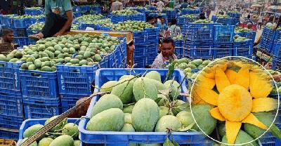 সাপাহারের আম্রপালী আমের সুবাসে মাতোয়ারা দেশ