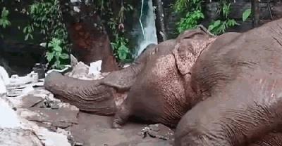 টেকনাফে পাহাড় থেকে পড়ে আহত মা হাতির মৃত্যু, ১৮ ঘণ্টার লড়াইও ব্যর্থ