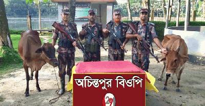 সীমান্তে বিজিবির অভিযানে ভারতীয় নেশাজাতীয় ট্যাবলেট ও গরু আটক 