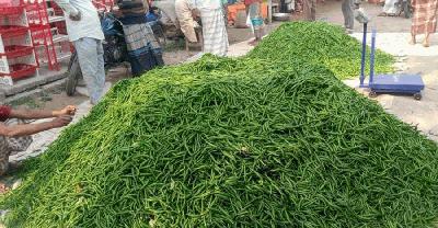 কাঁচা মরিচের বাজারে আগুন, দিশেহারা সাধারণ মানুষ  ‎