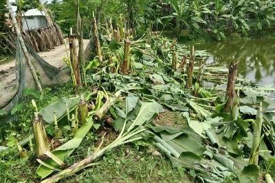 পুকুরে বিষ দিয়ে মাছ নিধন ও চার শতাধিক কলাগাছ কাটার অভিযোগ