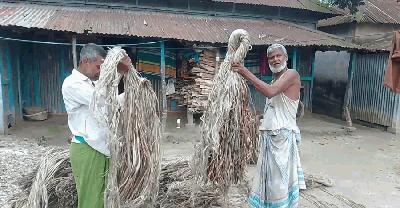 ‘সোনালি আঁশে’ হোসেনপুরের কৃষকের মুখে হাসি