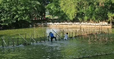 গুরুদাসপুরে থামছে না সোঁতিজালের দৌরাত্ম্য, বিপাকে কৃষক