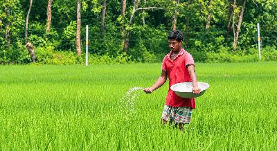 সার নেই কৃষকের হাতে, ক্ষোভ ছড়াচ্ছে মাঠে 