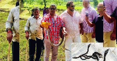 বসতঘরের সিঁড়ির নিচে ৫ বিষধর কোবরা, চা বাগানে ১৬ ফুটের অজগর!