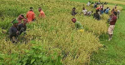 জমিতে সোনার ধান, বাজারে পানির দাম—হতাশ বদলগাছীর কৃষক