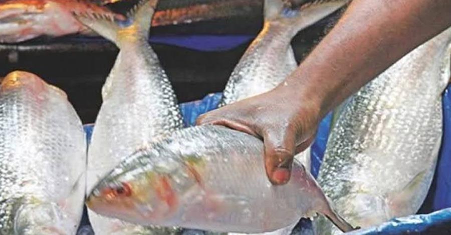 ৫১৪ টাকার ইলিশ ১ হাজার ৮০০! ‘পদ্মার’ নামে বিক্রি বিদেশি মাছ