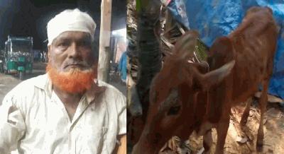 চুরি হওয়া গরু বিএনপি নেতার গোয়ালঘরে