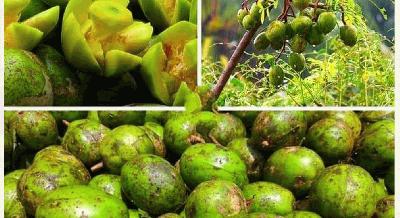 বাম্পার ফলনে কৃষকের মুখে হাসি, মুনাফার বড় অংশ মধ্যস্বত্বভোগীদের পকেটে