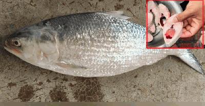 এক ইলিশের দাম ১৪ হাজার ৩০০ টাকা, পিসপ্রতি ১ হাজার ৮০০