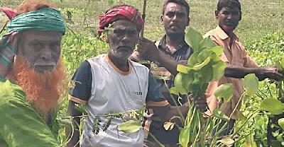 সিংড়ায় কচুরিপানার দখলে ৩০০ একর জমি, বোরো চাষ নিয়ে অনিশ্চয়তায় শতাধিক কৃষক