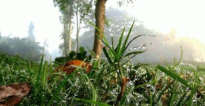 শরতের ভোরে কুয়াশার চাদর, পলাশবাড়ীতে প্রকৃতির নতুন সাজ