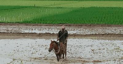 ঘোড়ার পেছনে মই, সামনে সংসার—শফিকুলের নীরব লড়াই