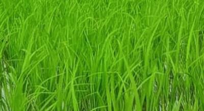 লাখাইয়ে রোপা আমনের আবাদ লক্ষ্যমাত্রা ছাড়াল
