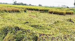 বৈরী আবহাওয়ায় হিলিতে আমন ধানের ব্যাপক ক্ষতি, দুশ্চিন্তায় হিলির কৃষকরা